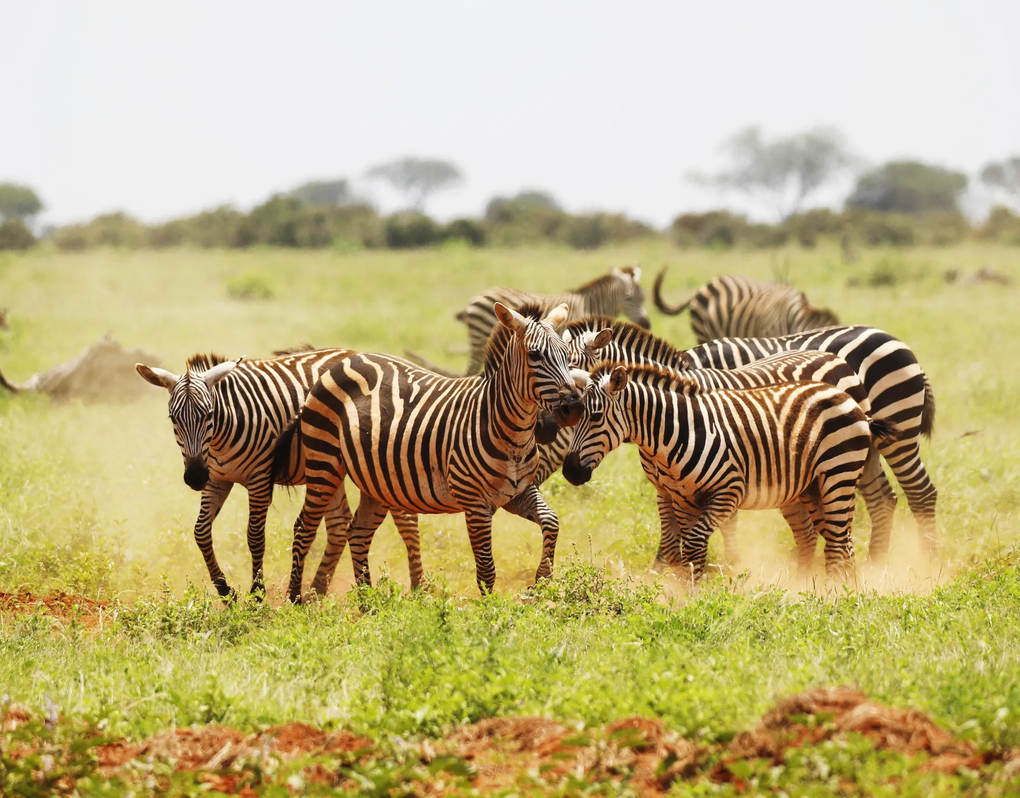 Zebras in the Serengeti
