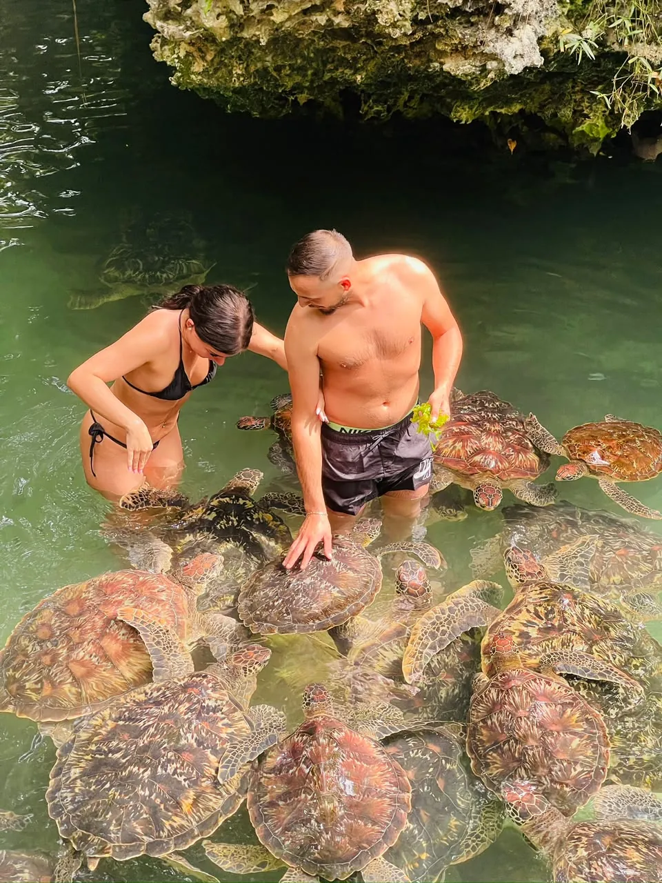 Guests swimming with sea turtles