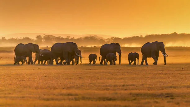 Tarangire & Ngorongoro 2 Days photo 4