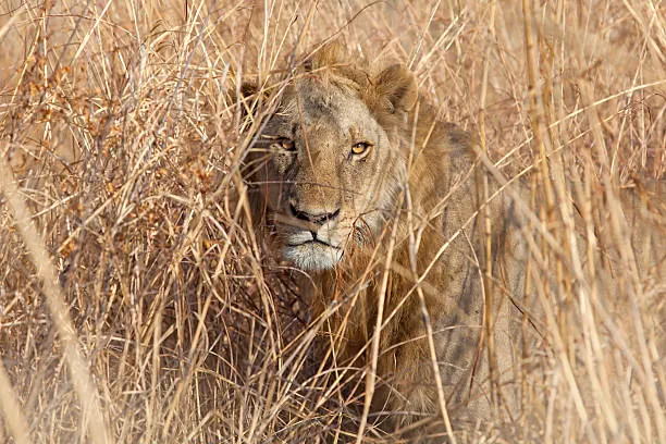 Serengeti 3 Days / 2 Nights photo 3