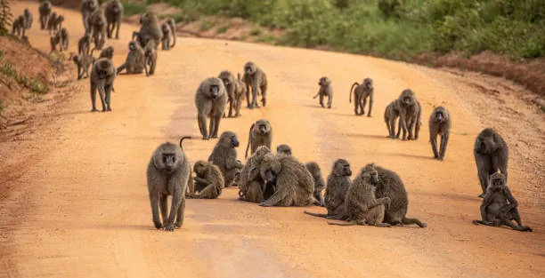 7 Days Tanzania Safari photo 2
