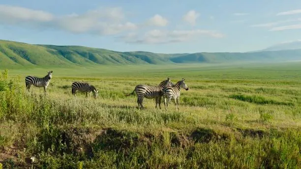Ngorongoro