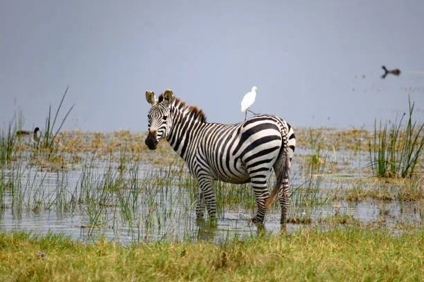 5 Days Tanzania Safari photo 3