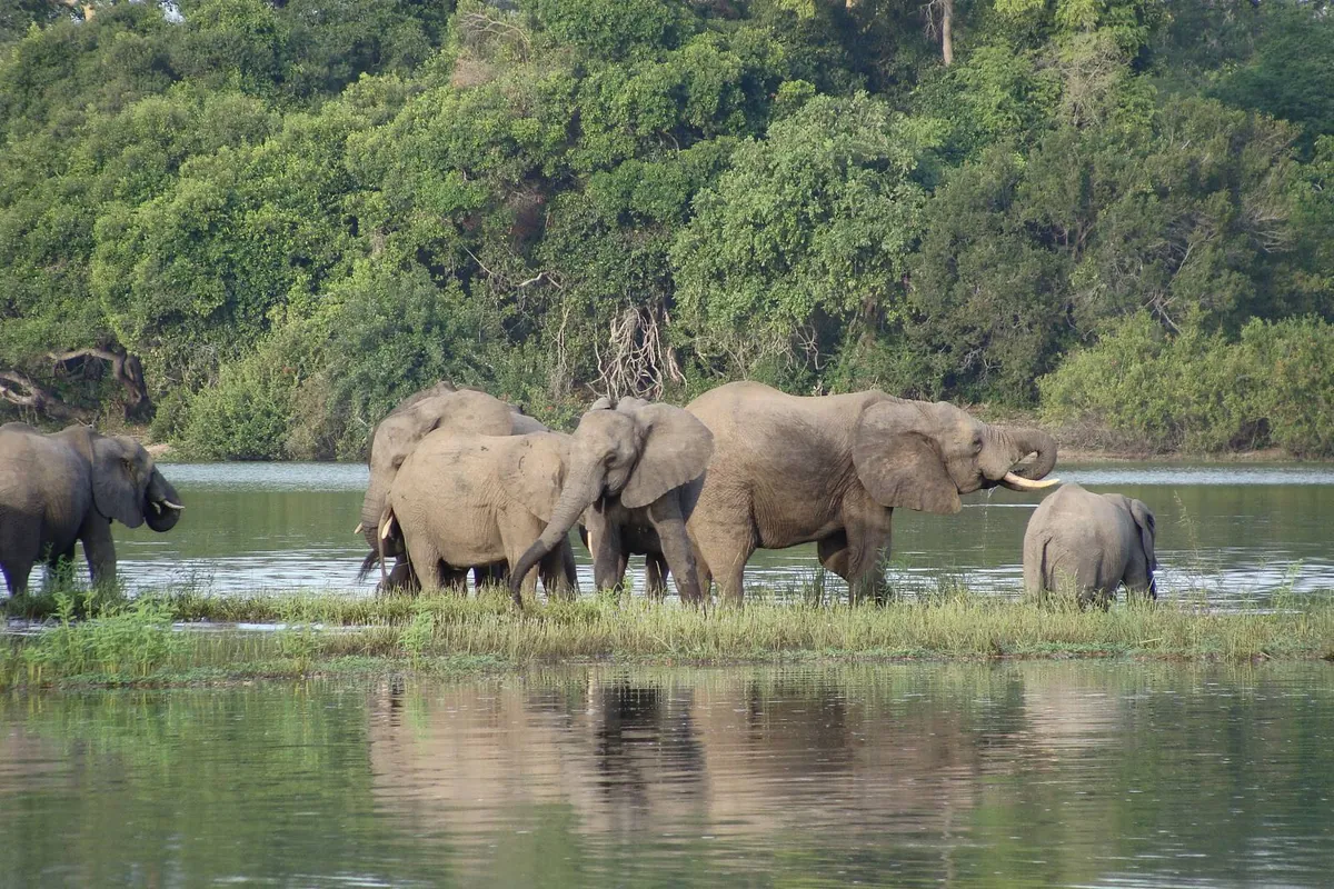 Nyerere (Selous) Day Trip