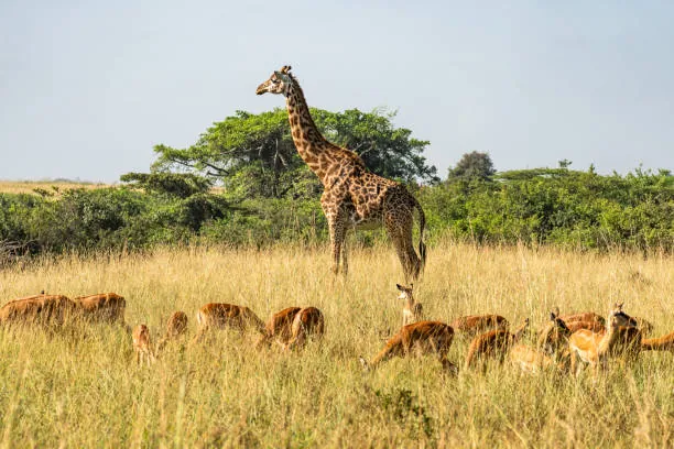 Nyerere (Selous) Day Trip photo 2