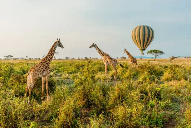 Serengeti 2 Days / 1 Night