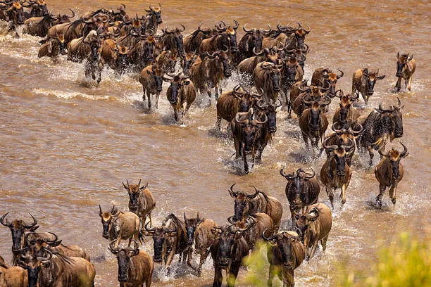 Serengeti