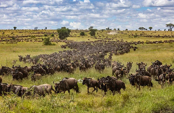 Serengeti 3 Days / 2 Nights photo 2