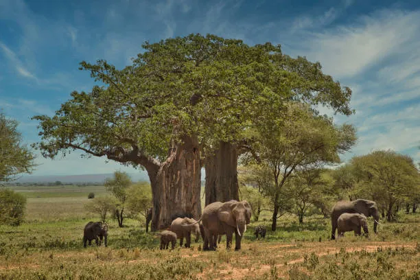 5 Days Tanzania Safari
