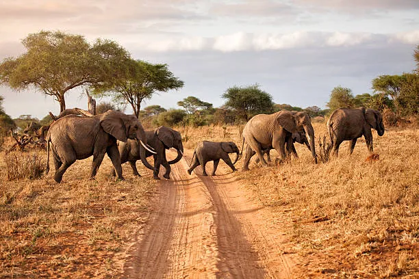 7 Days Tanzania Safari photo 4