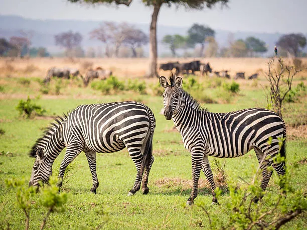 Serengeti 2 Days / 1 Night photo 4