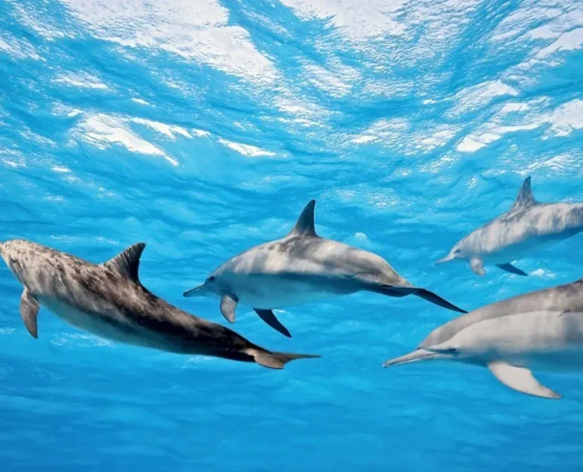 Dolphin Tour photo 3