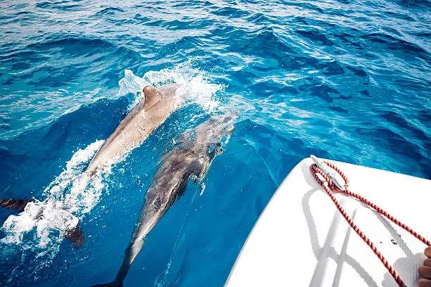 Dolphin Tour