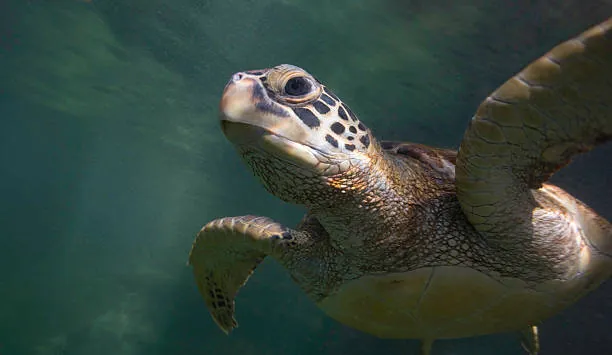 Swimming with Turtles photo 3